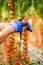 Hands of Farmer man collects cherry tomatoes with scissors harvest in the greenhouse family business