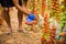 Hands of Farmer man collects cherry tomatoes with scissors harvest in the greenhouse family business