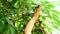 Hands of farmer picking fresh cherries