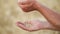 Hands of farmer pouring handful of grains in wheat field