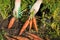 Hands of farmer pulling up carrot, harvesting in vegetable garden