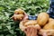 Hands of farmer show his fresh potato in farm and ready give them to customer, delivery fresh market goods online shopping