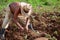 Hands of a farmer sowing 2