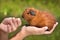 Hands feeding guinea pig