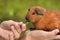 Hands feeding young guinea pig