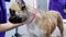 Hands of a female groomer combing the hair of a dog, breed French bulldog.