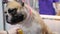 Hands of a female groomer combing the hair of a dog, breed French bulldog.