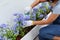 Hands of female trimming and pruning on her purple flower - Flower care and nurturing