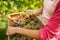 Hands of a female vintner harvesting white vine grapes