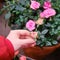 Hands florist hold a houseplant pink rose cordana. Hobbies of home gardening