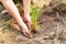 Hands of forest workers are planting pine seedling
