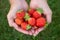 Hands with fresh organic juicy strawberry