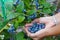 Hands full of huge blueberry fruits. Fruit harvest time