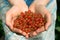 Hands full of red currant berries