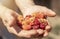 Hands full of red raspberries. Handful of ripe fresh berries