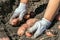 Hands in garden gloves harvesting young tubers potatoes