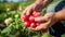 hands gardener collecting radishes from the greenhouse, generative ai