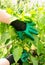 Hands of a gardener in green gloves look after peppers