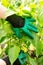 Hands of a gardener in green gloves look after peppers