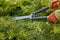 Hands of gardener in orange gloves are trimming the overgrown green shrub using hedge shears on sunny backyard. Worker