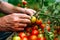 hands gardener picking red tomatoes in the greenhouse generative ai