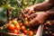 hands gardener picking red tomatoes in the greenhouse generative ai