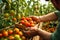 hands gardener picking red tomatoes in the greenhouse generative ai