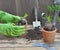 hands of gardener potting a hyacinth in a flower pot with  gardening gloves