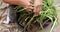 The hands of the gardener remove dry leaves from indoor plant