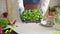 Hands of a gardener showing a tray with growing microgreen