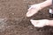 Hands of a gardener in white rubber gloves sow pumpkin seeds into the ground in a garden