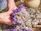 Hands of gardener woman create relaxing smell herbal bouquet
