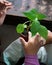 hands gardening activity at home, family activity growing plants