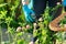 Hands in gardening gloves with secateurs picking pink clover flowering plant