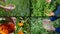 Hands gather cornflower mint marigold herb plants. Clips collage