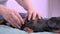 Hands gently knead obedient dachshund dog forepaw, rehabilitation procedure