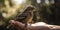 Hands gently release a rehabilitated bird back into the wild, celebrating the successful outcome of a wildlife rescue