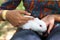 hands of girl holding, examining Rabbit