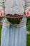 In the hands of the girl a large colander of fresh cherries. A new harvest of cherries with water drops. Photo in the garden.