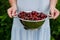 In the hands of the girl a large colander of fresh cherries. A new harvest of cherries with water drops. Photo in the garden.