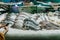 Hands of girl with phone, taking photo of Different ocean fish on counter of seafood market