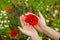 Hands Of Girl With A Red Poppies In Green Field.