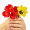 Hands gives a bunch of tulips on white background