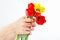 Hands gives tulips on white background