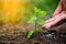 Hands giving water to a young tree for planting.