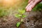 Hands giving water to a young tree for planting.