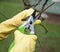 Hands with gloves of gardener doing maintenance work