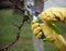 Hands with gloves of gardener doing maintenance work