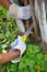 Hands with gloves of gardener doing maintenance work, pruning trees in autumn garden