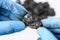 Hands in gloves hold lump of black coal in laboratory